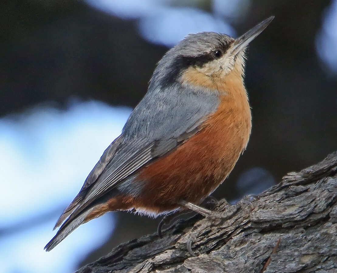 Kashmir Nuthatch