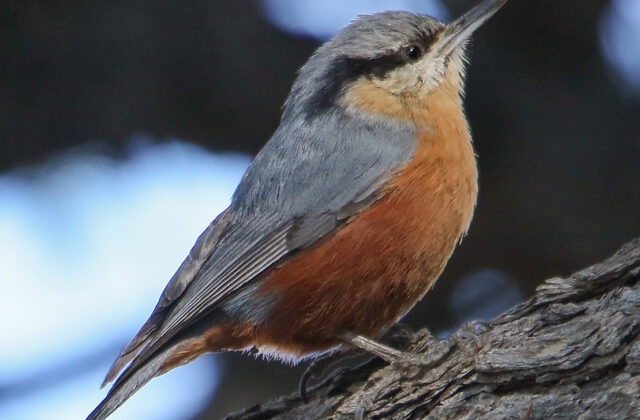 Kashmir Nuthatch