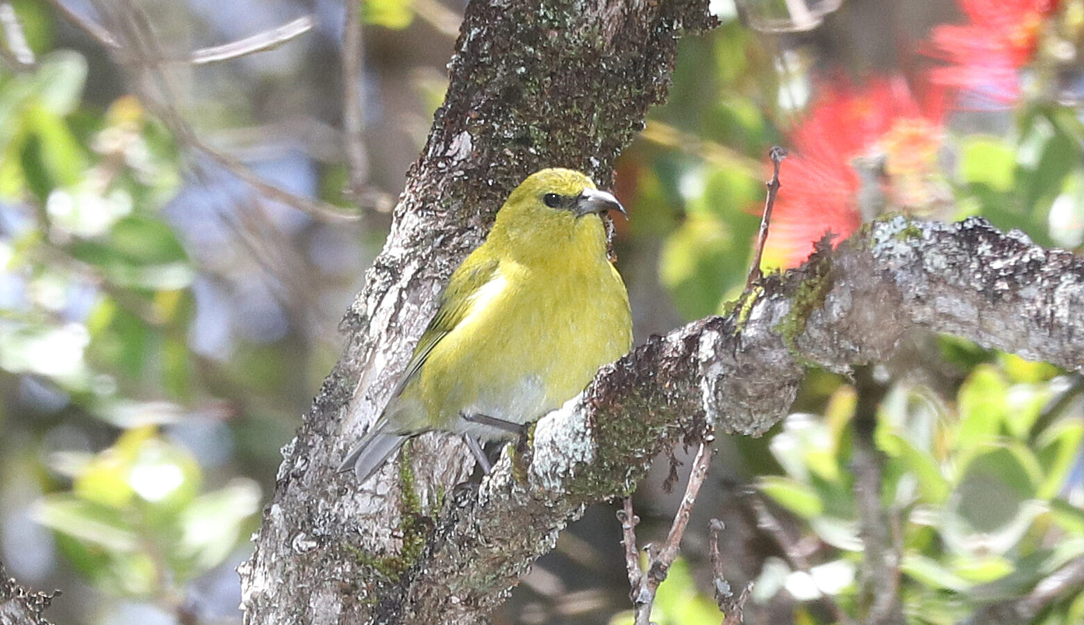 Kauai Amakihi