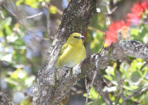 Kauai Amakihi