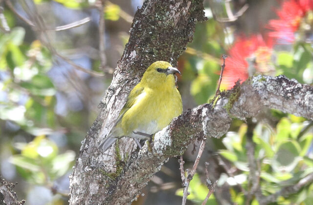 Kauai Amakihi