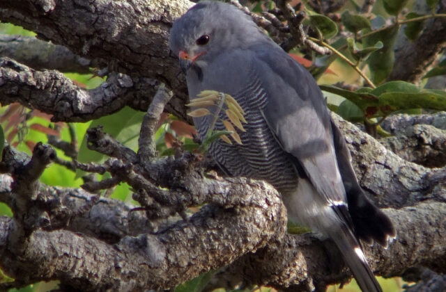 Lizard Buzzard
