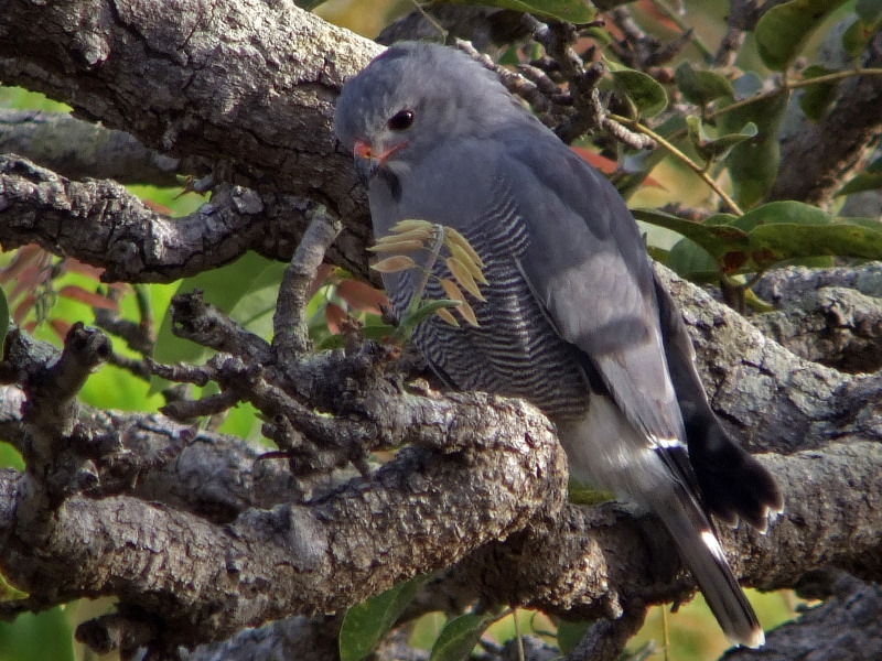 Lizard Buzzard