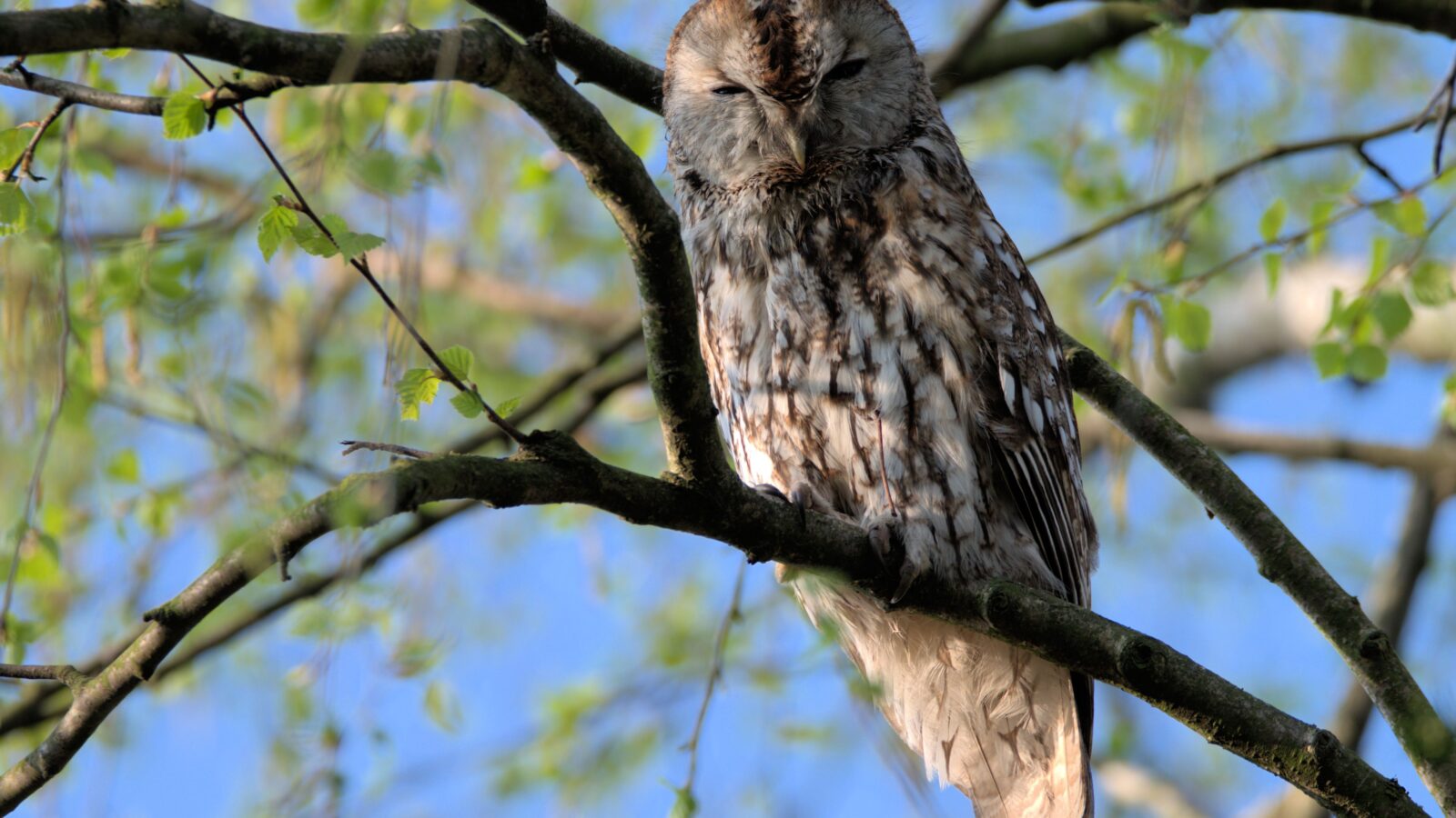 Tawny Owl