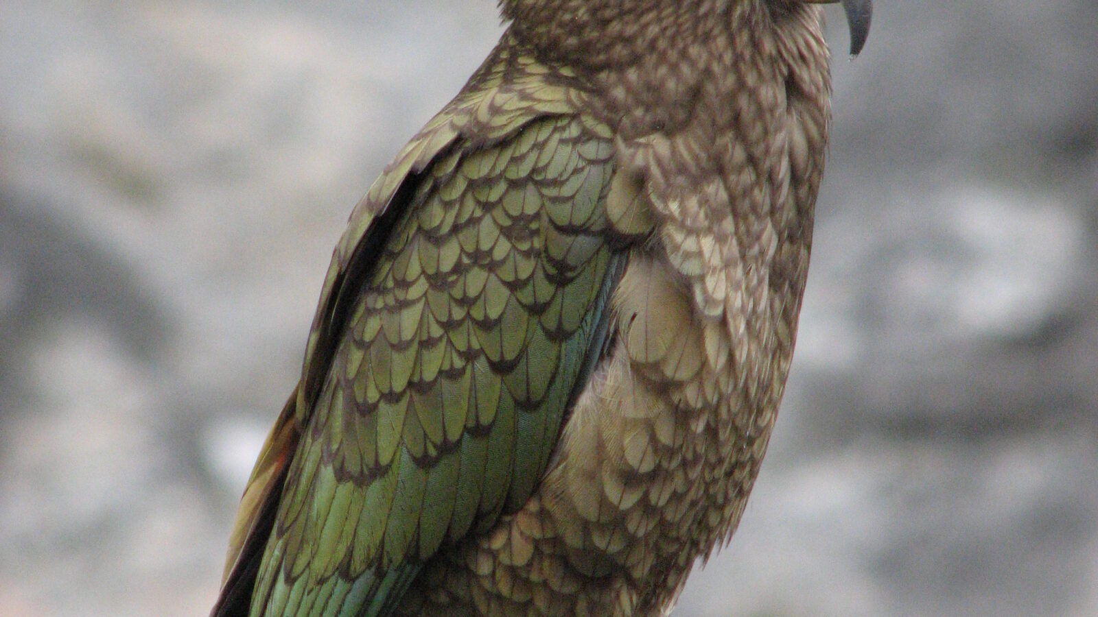 Kea