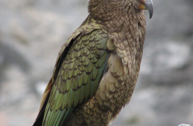 Kea