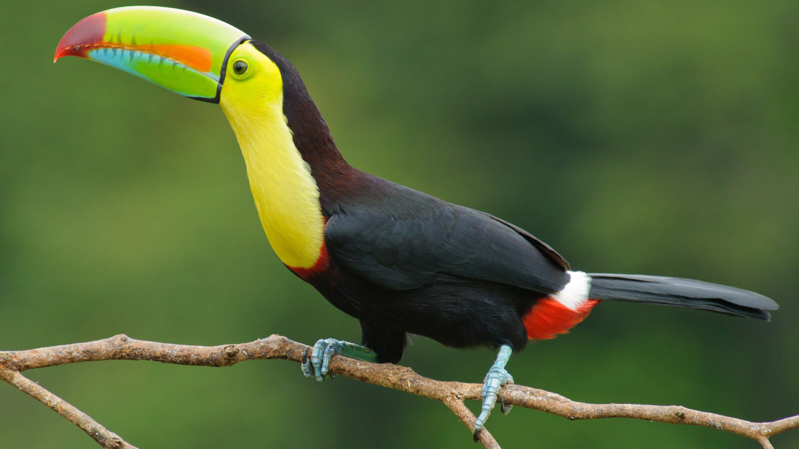 Keel-billed Toucan