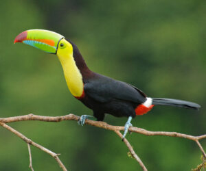 Keel-billed Toucan