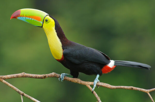 Keel-billed Toucan