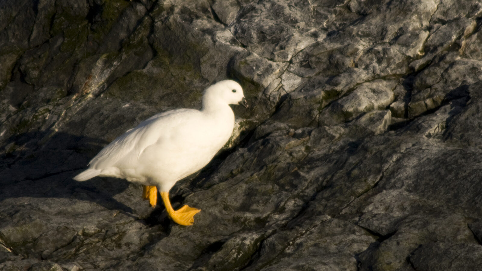Kelp Goose
