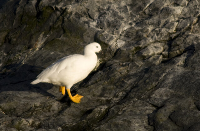 Kelp Goose