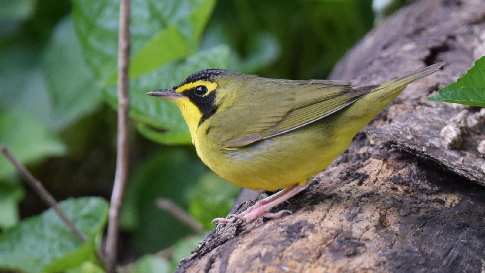 Kentucky Warbler