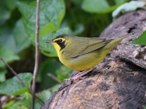 Kentucky Warbler