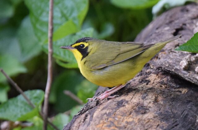 Kentucky Warbler