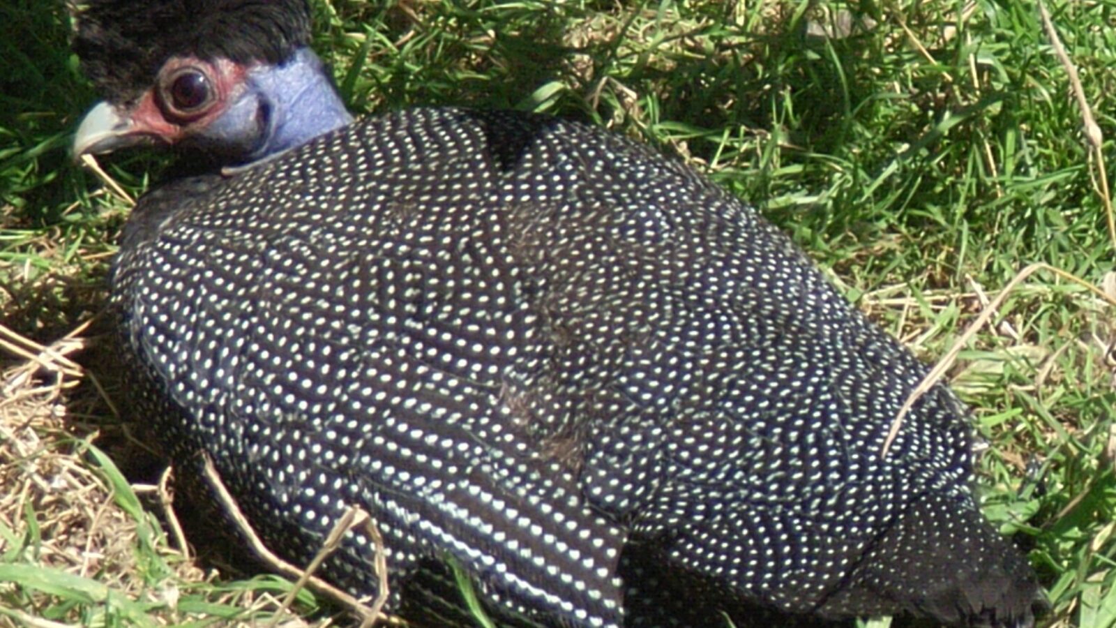 Eastern Crested Guineafowl