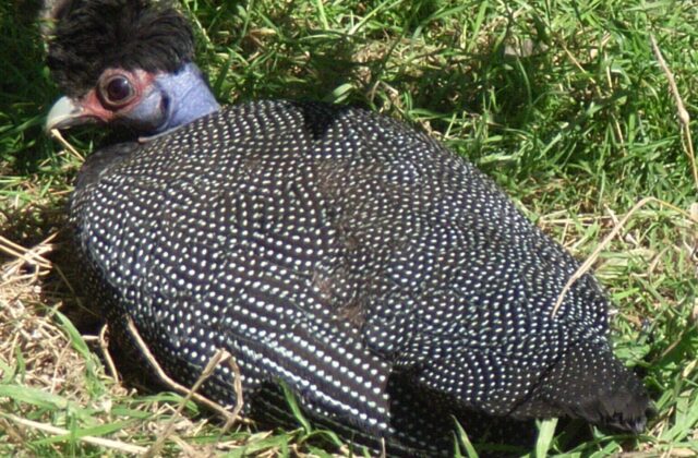 Eastern Crested Guineafowl