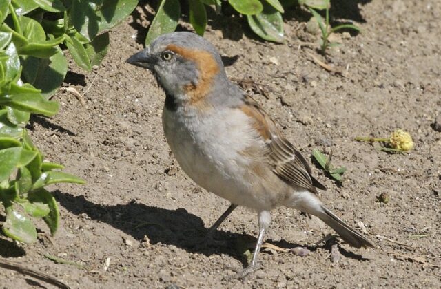 Kenya Sparrow