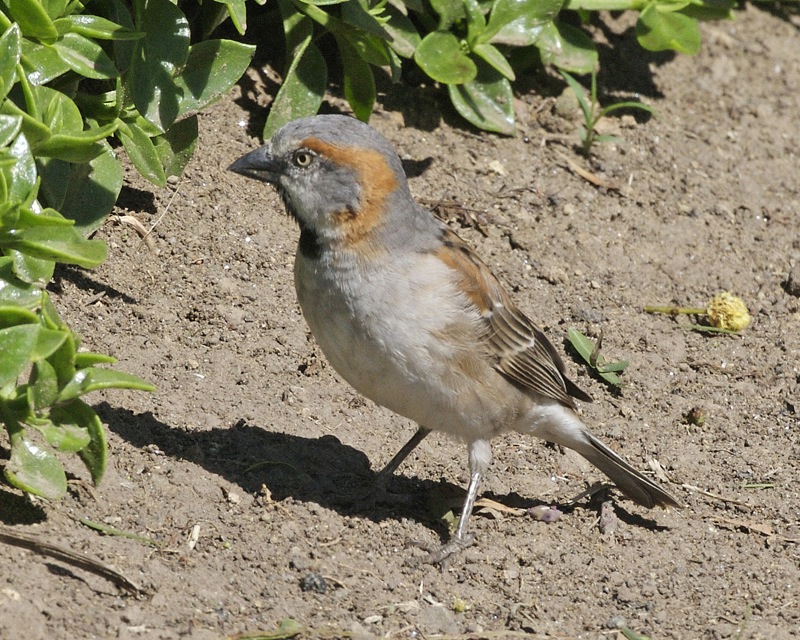 Kenya Sparrow