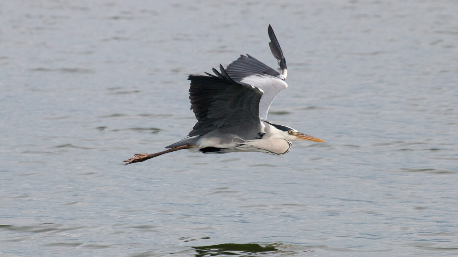 Grey Heron