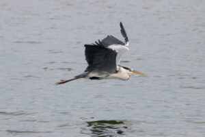 Grey Heron