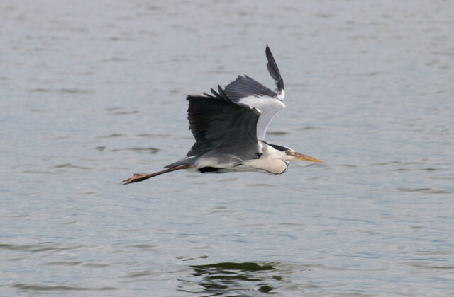 Grey Heron