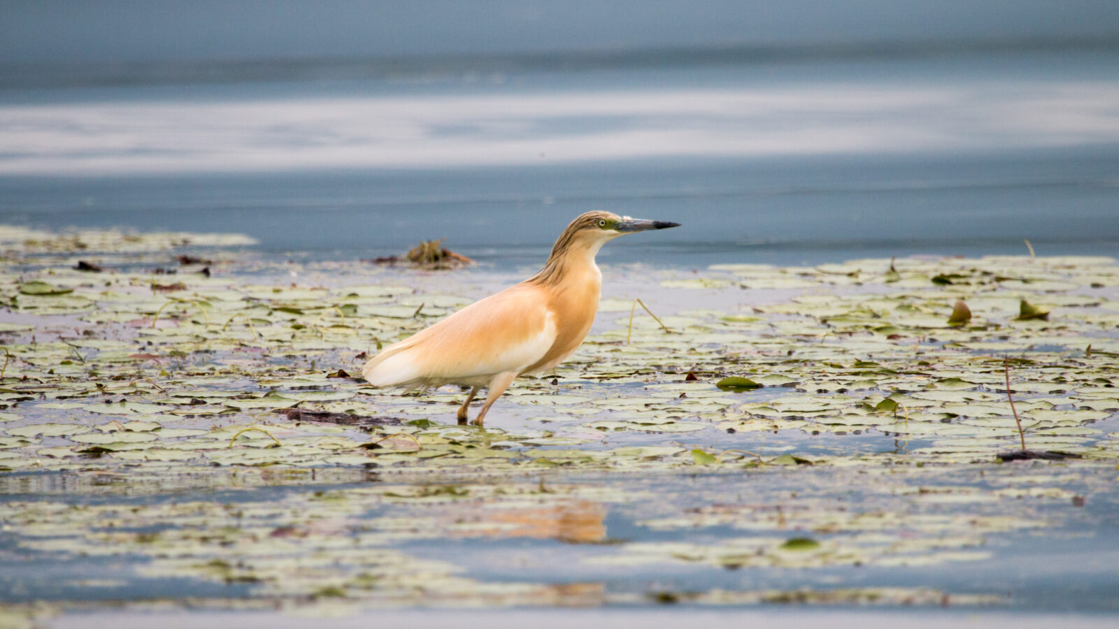 Squacco Heron
