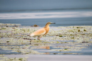 Squacco Heron
