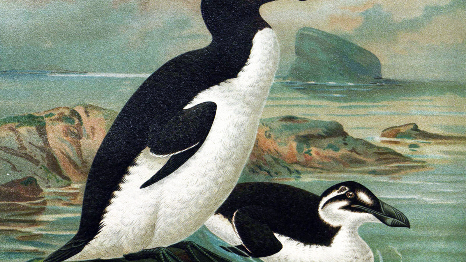 Great Auk