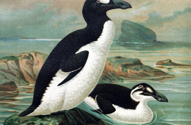 Great Auk