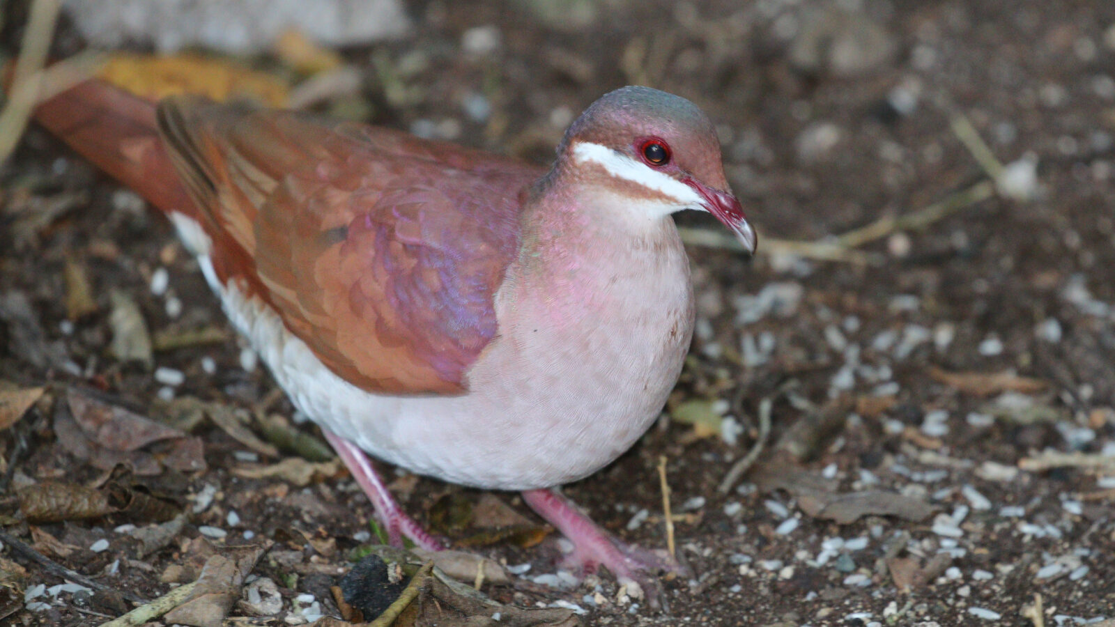 Key West Quail-Dove
