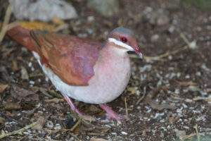 Key West Quail-Dove