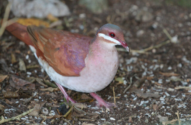 Key West Quail-Dove