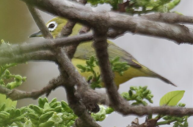 Kikuyu White-eye