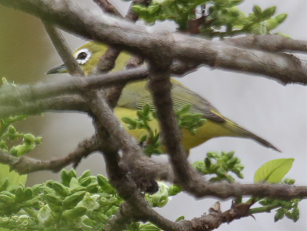 Kikuyu White-eye
