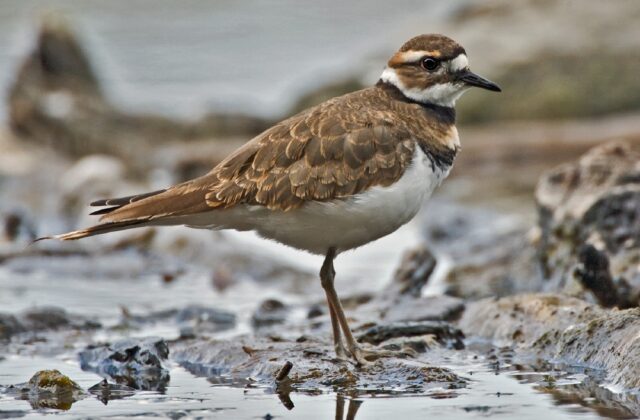 Killdeer