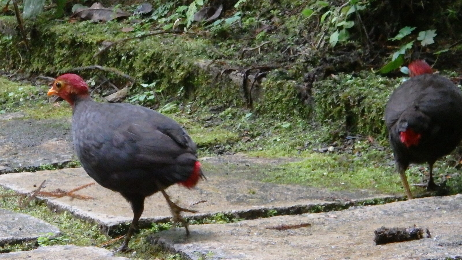 Crimson-headed Partridge