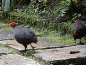Crimson-headed Partridge