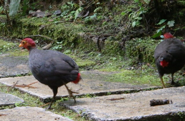 Crimson-headed Partridge