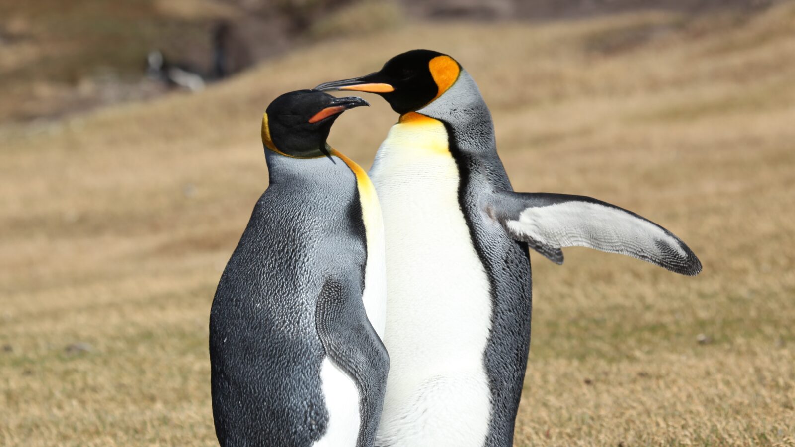 King Penguin