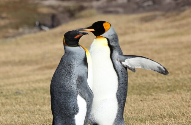 King Penguin
