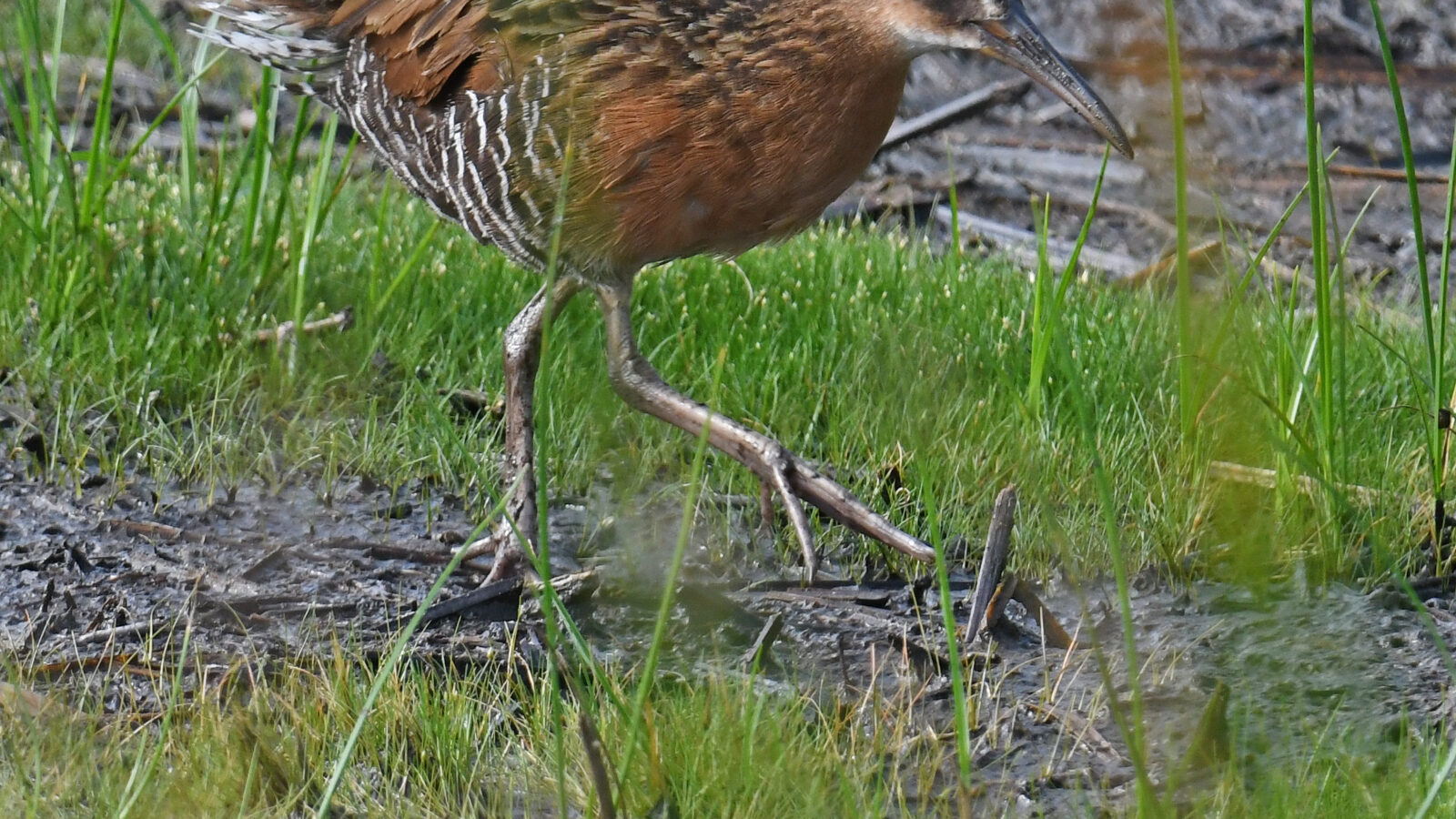 King Rail