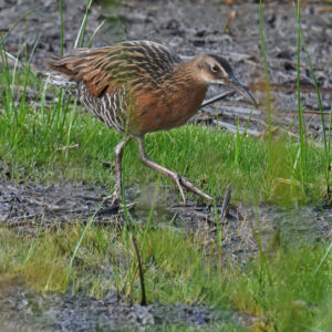 King Rail