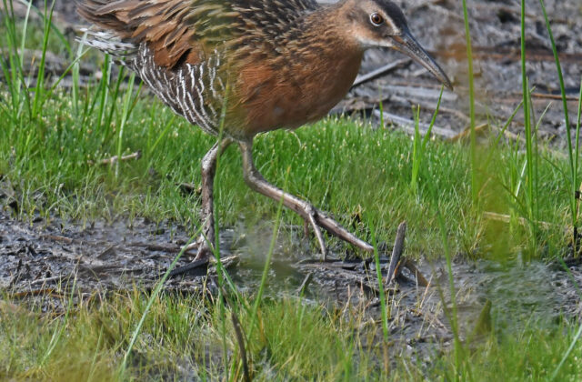 King Rail