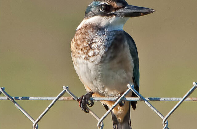 Ultramarine Kingfisher