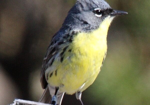 Kirtland’s Warbler