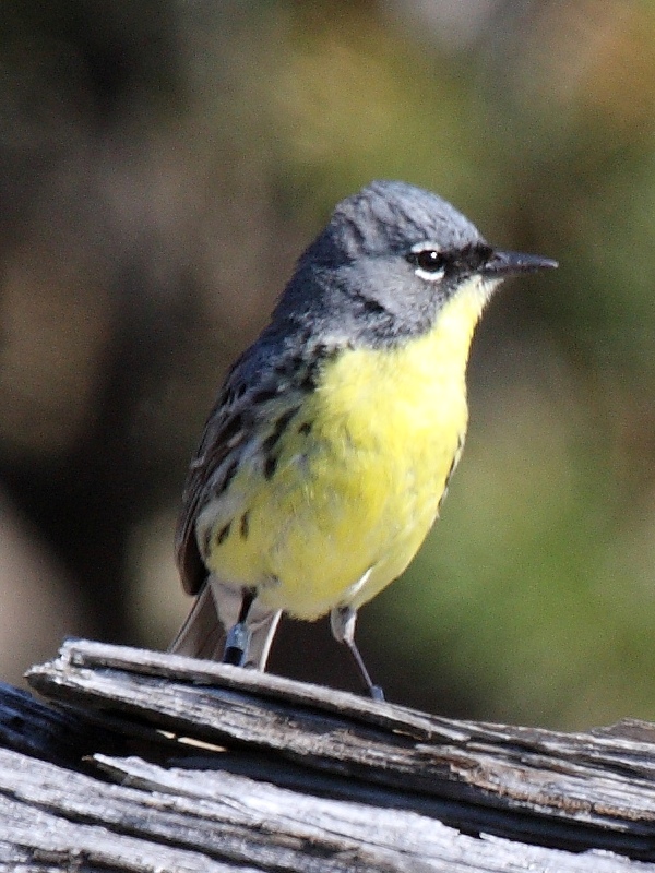 Kirtland’s Warbler