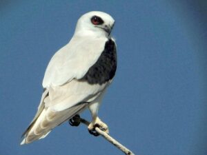 Letter-winged Kite