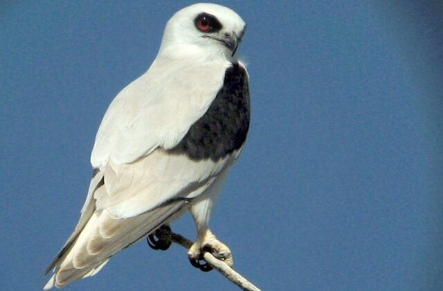 Letter-winged Kite