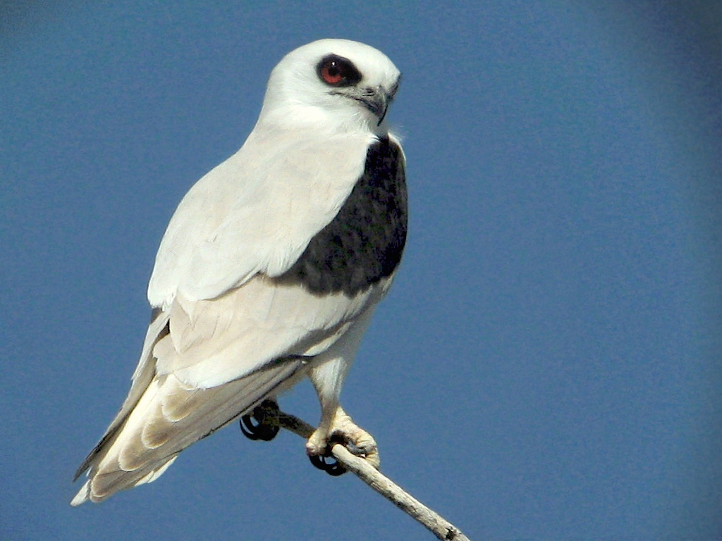 Letter-winged Kite