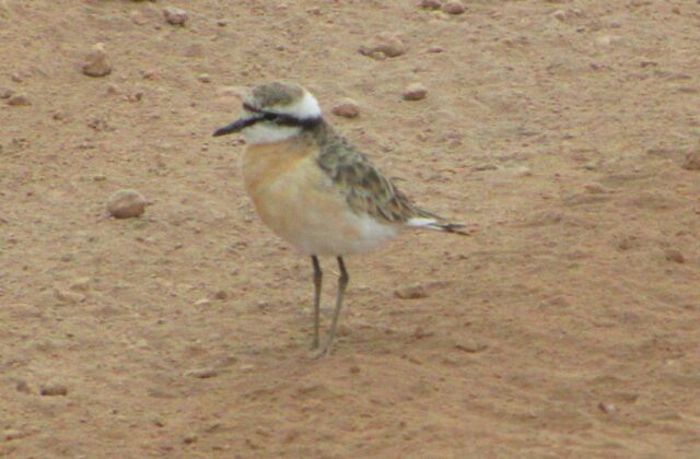 Kittlitz’s Plover